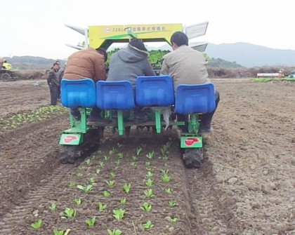 小白菜、藏紅花移栽機